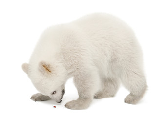 Polar bear cub, Ursus maritimus, 6 months old, looking at ladybu