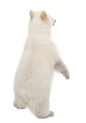 Polar bear cub, Ursus maritimus, 6 months old, standing on hind