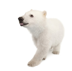 Obraz premium Polar bear cub, Ursus maritimus, 6 months old