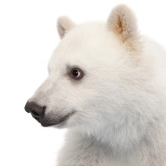 Polar bear cub, Ursus maritimus, 6 months old