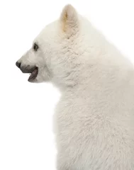 Store enrouleur sans perçage Ours polaire Polar bear cub, Ursus maritimus, 6 months old