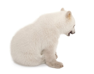 Fototapeta premium Polar bear cub, Ursus maritimus, 6 months old