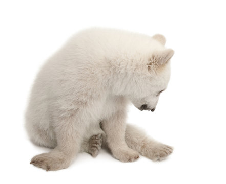Polar bear cub, Ursus maritimus, 6 months old, sitting