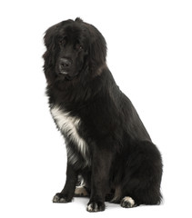 Bastard dog, 9 months old, sitting against white background