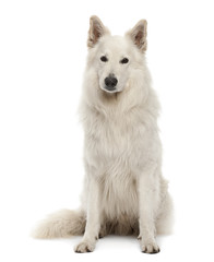 Berger Blanc Suisse, 5 years old