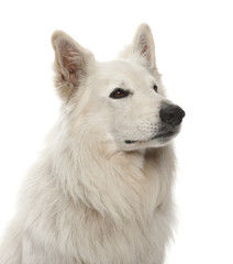 Berger Blanc Suisse, 5 years old, against white background