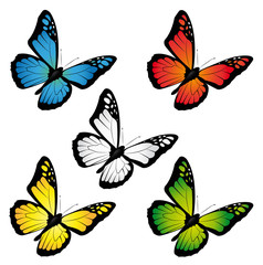Fototapeta na wymiar Motyle w różnych kolorach