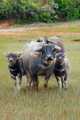 the family of buffalo looks at a lens