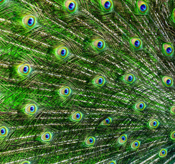 Fototapeta premium Peacock feather background