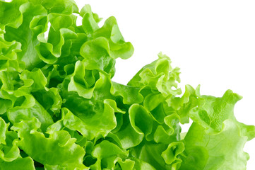 Lettuce close-up