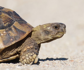 turtle on sand, testudo hermanni