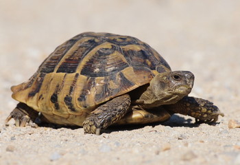 turtle on sand, testudo hermanni