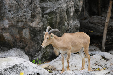 Serow