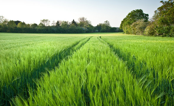 Beautiful field of fresh growth agrucultiral wheat