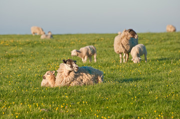 Fototapeta premium Spring lambs and sheep in rural landscape at sunrise