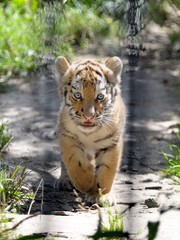 Tigerbaby hinter Gittern