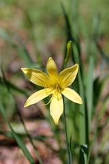 Цветок красоднева (Hemerocallis)