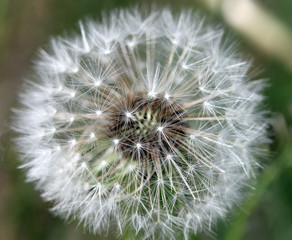 Fototapeta premium Одуванчик