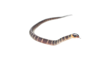 baby snake on white background