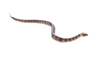 baby snake on white background