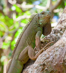 Green iguana