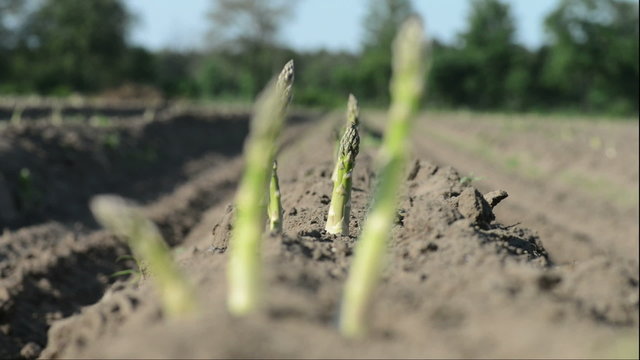 growing white asparagus in the south of the Netherlands