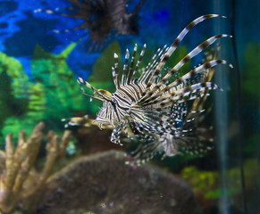 Fototapeta na wymiar Fish-zebra (Pterois Volitans)