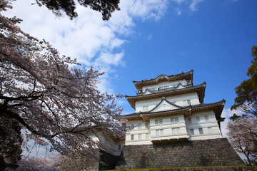 Naklejka premium Odawara Castle and cherry blossom in japan