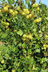 Obraz premium Stachelbeere - Gooseberry