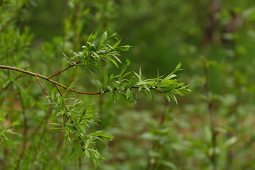 green grass