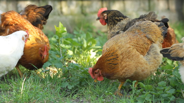 chickens on the green grass