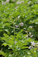 potato plant