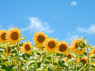 Panele Szklane Podświetlane  pole słoneczników