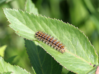 Гусеница шашечницы (Melitaea) на листе ясенца
