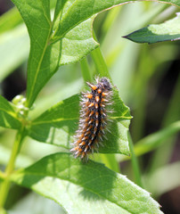 Гусеница шашечницы (Melitaea)