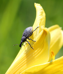 Жук долгоносик на цветке красоднева малого.