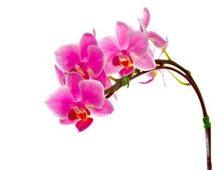 Fototapeta na wymiar Thai orchid on white background