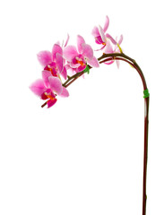 Thai orchid on white background