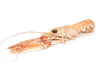 langoustine