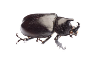 giant scarab rhino beetle