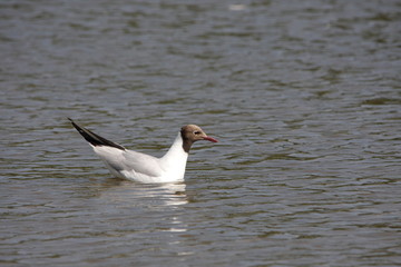 Mouette rieuse