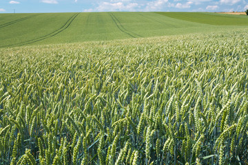 summer country wheat field