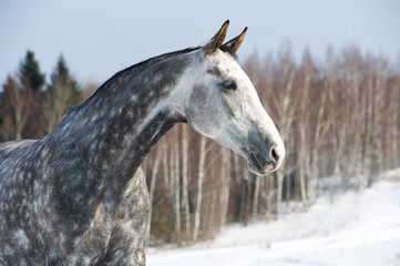 White horse portrait on the winter background