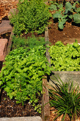 Simple Kitchen Garden