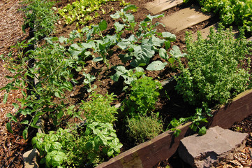 Organinc Kitchen Garden