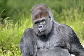 Gorille
