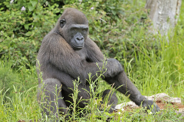 Jeune gorille