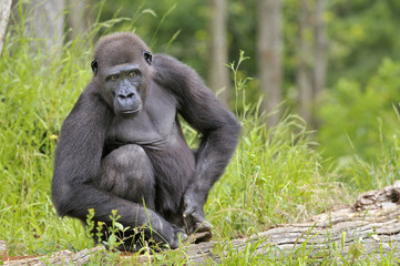 Jeune gorille de 8 ans