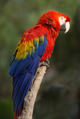 Naklejka premium Ara macao ou ara rouge (scarlet macaw)