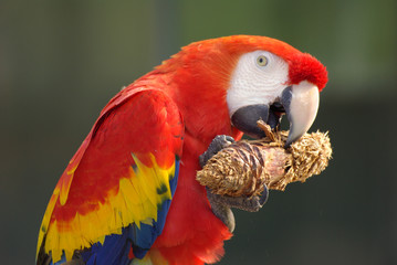 Ara macao ou ara rouge (scarlet macaw) © sablin